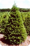Buy Eastern White
                            Pine Christmas Trees in ohio