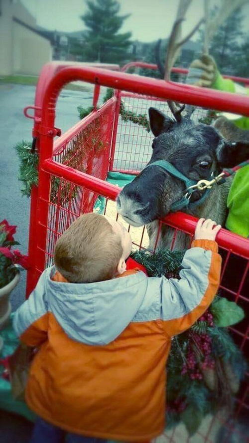kleerview farm reindeer kissing boy