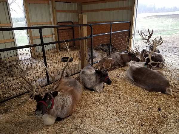 reindeer kleerview farm christmas trees