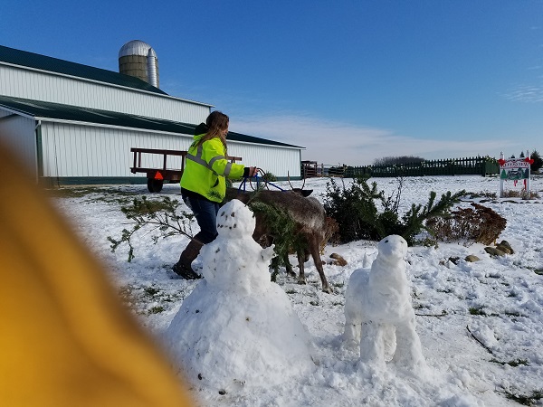 reindeer kleerview christmas tree farms