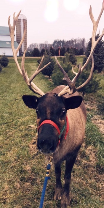 kleerview farm christmas reindeer