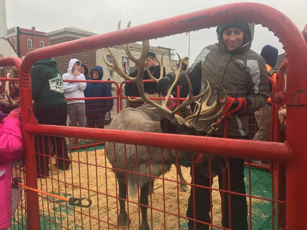kleerview farm christmas reindeer displays