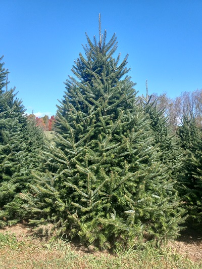 christmas trees
                          ohio farm