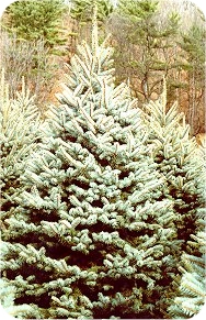 blue
                          spruce christmas tree