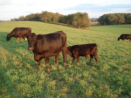 angus
                    cows kleerview farm