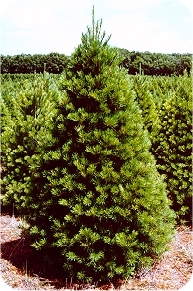 eastern white pine christmas tree ohio