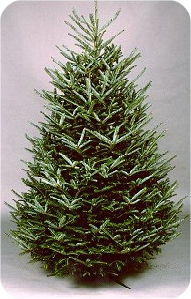 fraser fir christmas tree