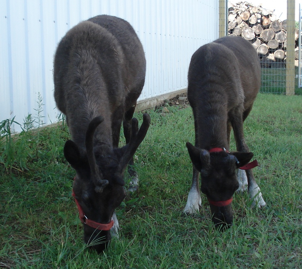 two reindeer eating kleerview farm
