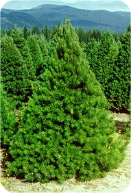 scotch pine christmas tree