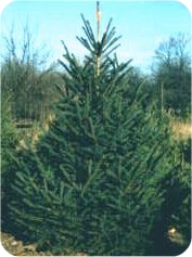 white spruce christmas tree ohio